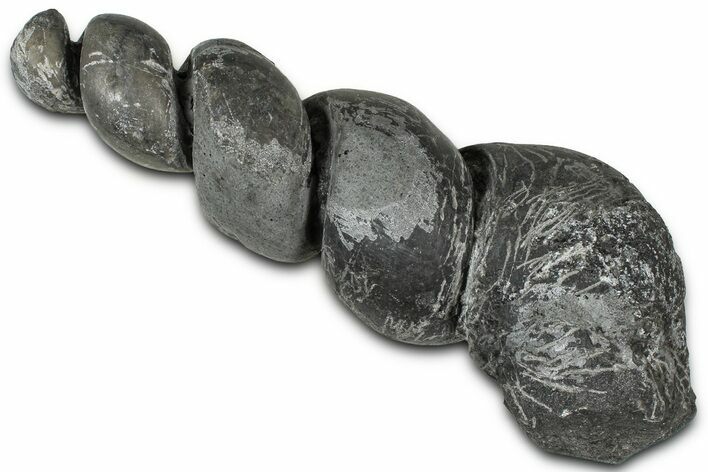 Devonian Fossil Gastropod Internal Mold - Issoumour, Morocco #221115